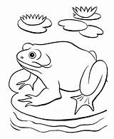 Coloring Pages Of Ponds sketch template