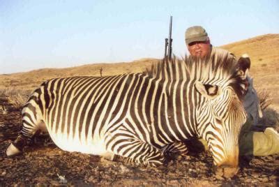 My Namib Desert Zebra