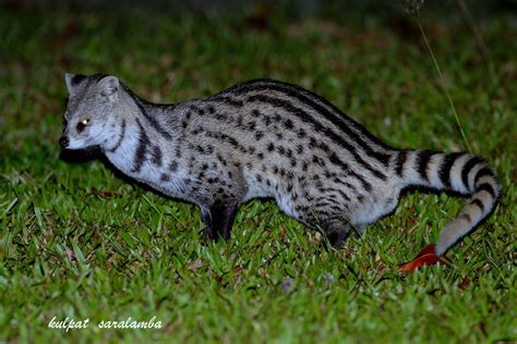 CAREKAN "CAREUH KUJANG": Musang Rase