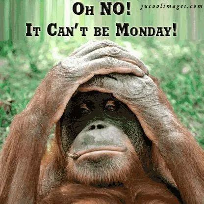 Monday feeling ;) | Montag humor, Affenbilder, Lustige guten morgen sprüche