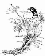 Coloring Pages Pheasant Bird Ringneck Male Mongolian Printable  sketch template