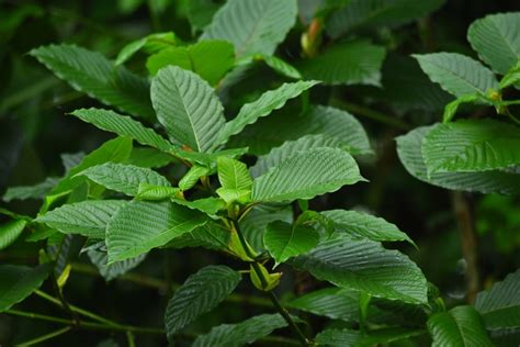 Green Vein Kratom Benefits, Effects, and Dosage - Bulk Kratom Now