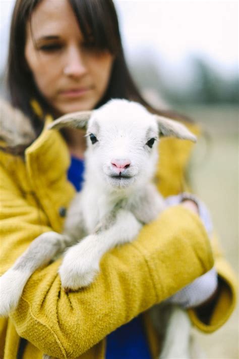 The Colorful Living Project: baby lambs | Lamb, Baby lamb, Baby animals