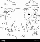 Cute Cartoon Pigs Coloring Pages sketch template