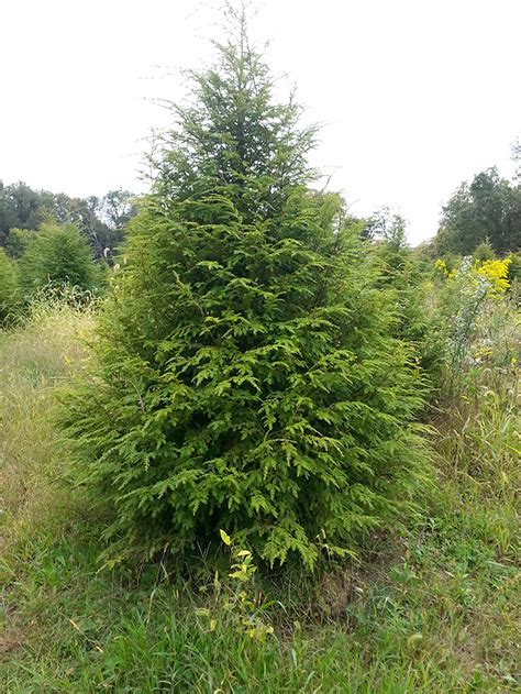 Eastern Hemlock (Canadian Hemlock) | Coniferous Forest