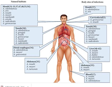 Actinomyces: Properties, Disease, Lab Diagnosis • Microbe Online