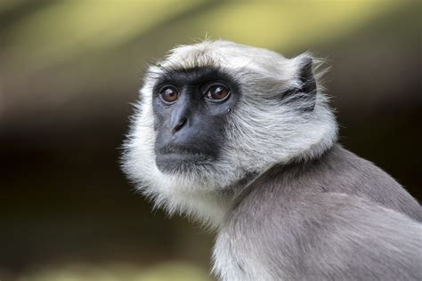 How Many Types of Monkeys Are There in the World? | Reader's Digest