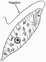 Protists And Labeling Sheet Coloring Pages sketch template