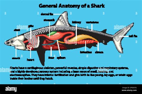 General Anatomy of a Shark Diagram illustration Stock Vector Image & Art - Alamy