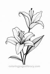 Free Printable Lily Coloring Pages For Kids sketch template
