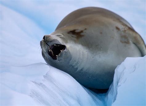 Lost in BIrding: Cetaceans and Pinnipeds...ANTARCTICA (13 March)