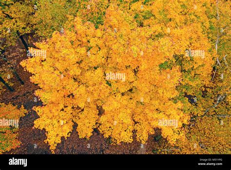 Looking Down into Fall Colors from a Lookout Tower in Potawatomi State Park in Wisconsin Stock ...