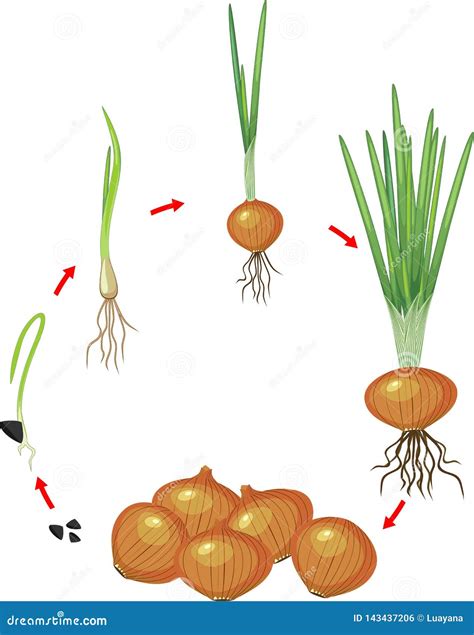 Onion Plant Growing Stages From Seeds To Ripe Onion - Two Year Cycle Development Of Onion - Set ...