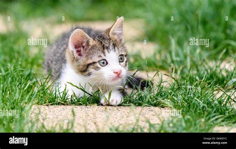 Baby Cat Playing In Grass Stock Photo - Alamy