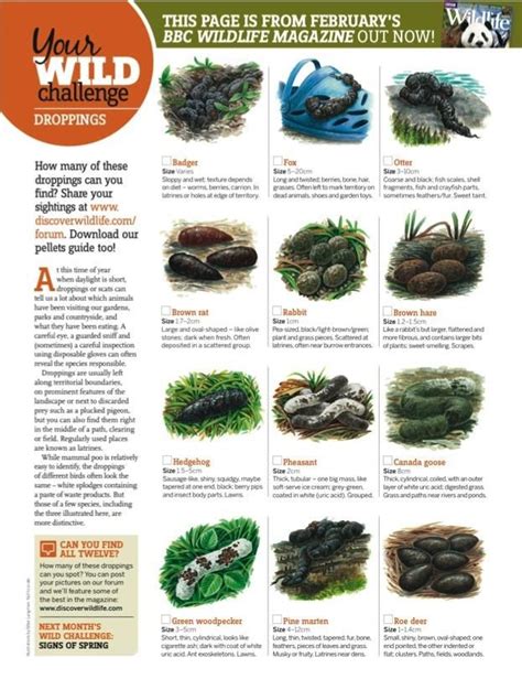 FREE Animal Droppings ID Guide