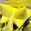 Here’s More Photos Of Gigantic Pokemon Center’s Lifesize Zeraora Plush – NintendoSoup