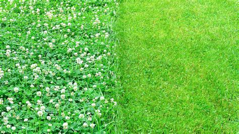 Why Should You Consider a Microclover Lawn? - Tamborasi