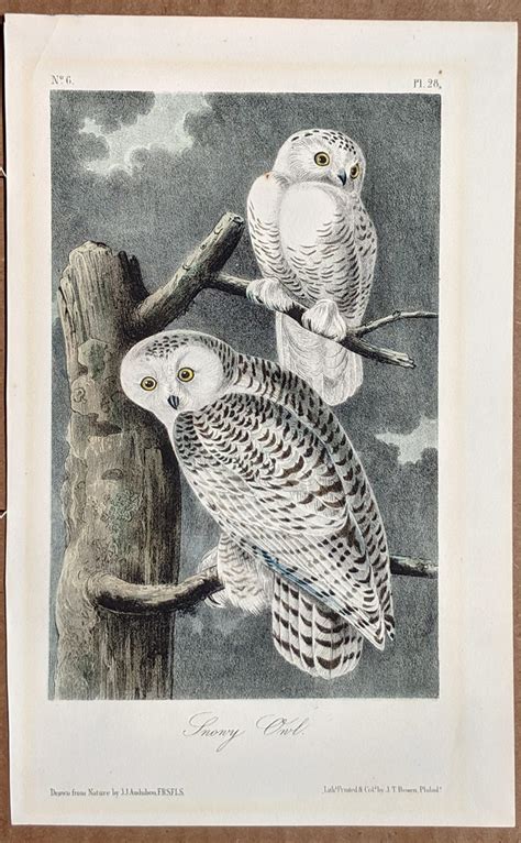 Audubon Octavo Print – Snowy Owl - Plate 28, 2nd Edition - Audubon Prints