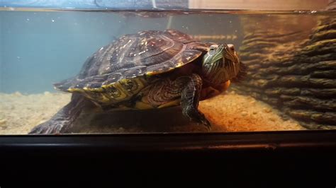 55 Gallon red ear slider turtle tank Update Part 1 - YouTube