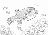 Fish Coloring Porcupine Pages Kids Clipart Tropical Clipartbest  sketch template