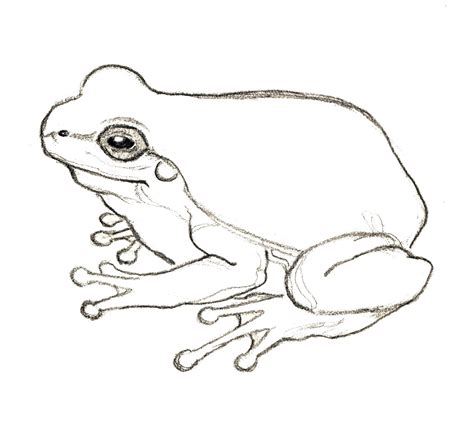 Rampant Eclecticism: #365 drawings: Frog 6/365