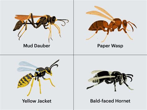 How to Prevent and Get Rid of Wasps, Including a Guide to the Most ...