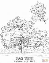 Oak  National US Tree coloring Page Free Printable Coloring Pages sketch template