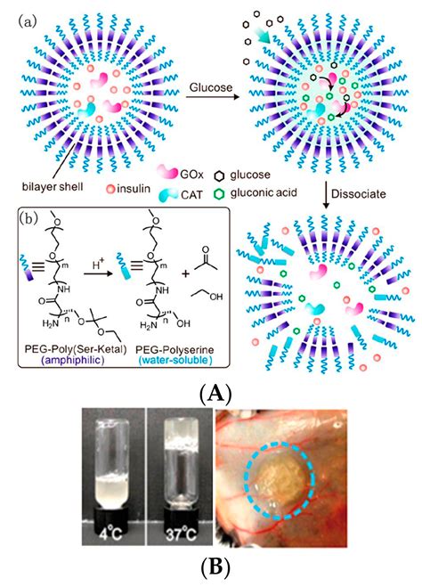 Polymers | Free Full-Text | Glucose Oxidase-Based Glucose-Sensitive Drug Delivery for Diabetes ...