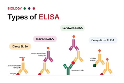 5 Types And Applications Of ELISA - Health2Wellness