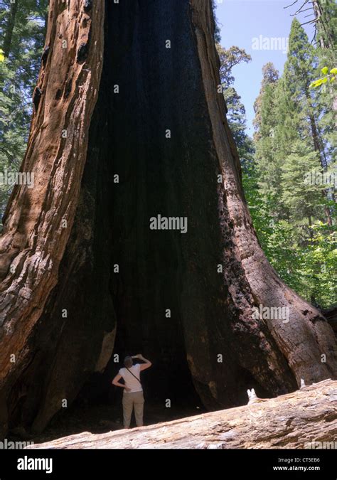 Giant Sequoia trees in Calaveras Big Trees State Park, California Stock Photo - Alamy