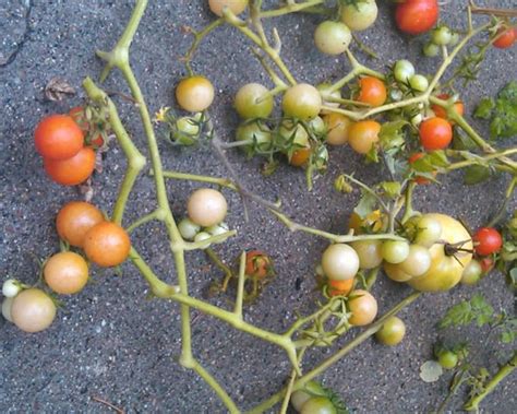 Fried Green Cherry Tomatoes Recipe