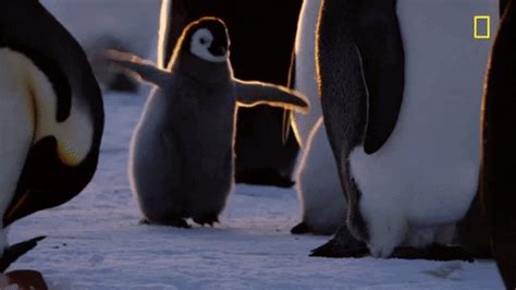 Penguin Dance Gifs Tenor - Riset