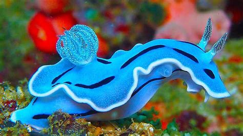 🔥 A mesmerizing Sea Slug 🔥 : r/NatureIsFuckingLit