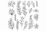 Vintage Botanical Coloring Pages Graphic By GraphicArt · Creative Fabrica sketch template