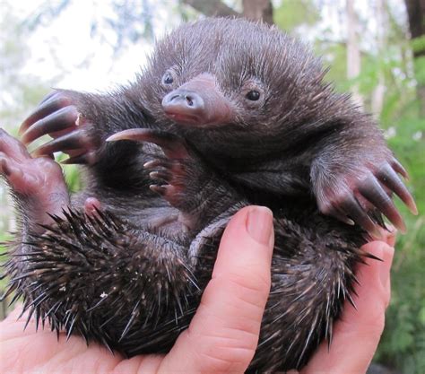 Puggle | A baby echidna is called a "puggle" | Tamamareen | Flickr