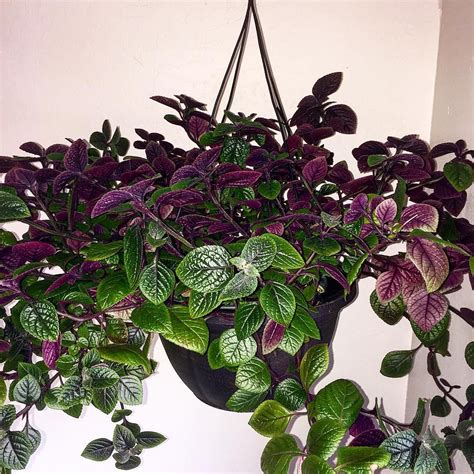 Plectranthus ciliatus ~ Swedish ivy | Purple plants, Hanging plants, Ivy plants