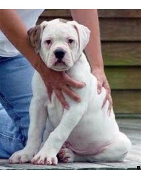 >>Go to the webpage to learn more on pitbull puppies. Just click on the ...