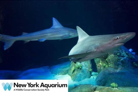 New York Aquarium tickets discount | New York City | Undercover Tourist