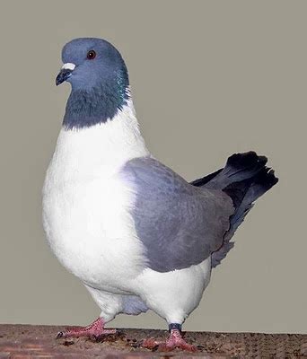 Pigeon Breeds: Strasser Pigeon