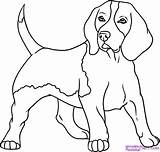 Beagle coloring pages To Download And Print For Free sketch template