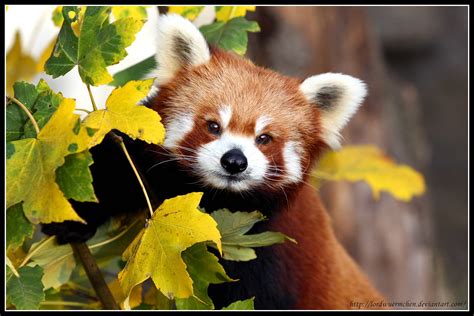 Red panda portrait II by AF--Photography on DeviantArt