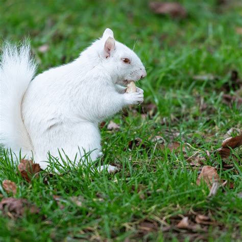 White Albino Squirrel Symbolism: Meaning and Significance