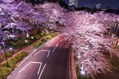 Tokyo Midtown Cherry Blossoms 2019 – Japan Travel Guide -JW Web Magazine