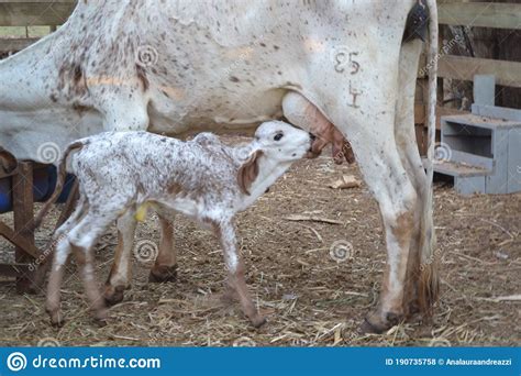 ZEBU stock photo. Image of wildlife, milk, zebu, goat - 190735758