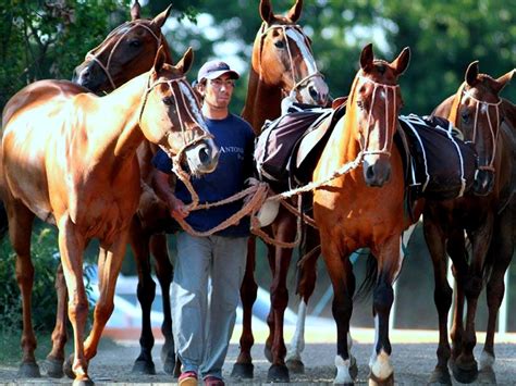 would like Kait to bring home a halter, wonderful Argentine polo ponies ...