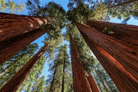 Sequoia National Park – Natural Wonder | DinoAnimals.com