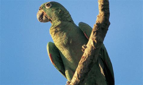 Parrots and Other Exotic Birds | Pages | WWF