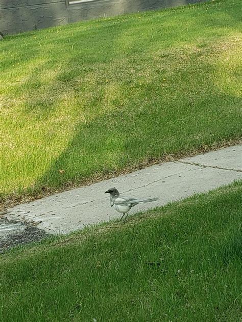 This Albino Magpie in my Neighbourhood : r/pics