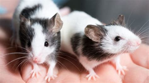 10 Common Rat Behaviors | BeChewy