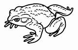 20  Toad Coloring Pages Free Printable PDF & Online sketch template